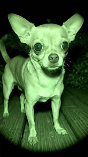 Chihuahua Caught on Night Vision – Creepy Cute Infrared Pet Photography