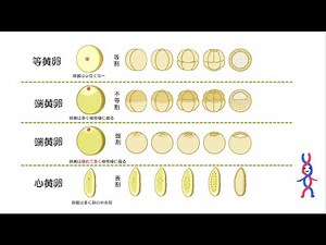高校生物「受精卵の構造と卵割」2022