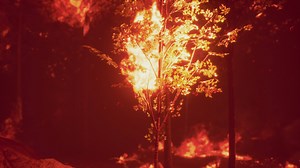 Intense flames from a massive forest fire