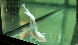 Dwarf Gourami Disease: Everything You Need To Know Here