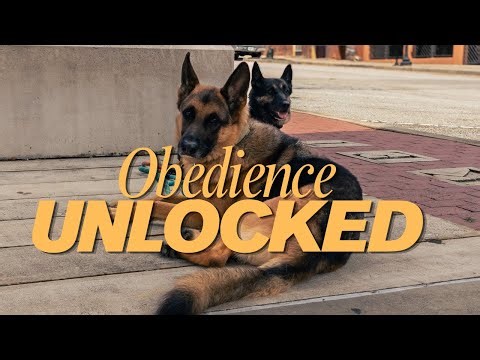 German Shepherd Training Hack You’re Not Using Yet