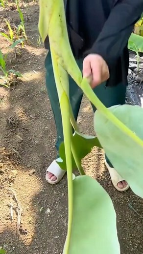 unafrasecristiana on Instagram: "Unete:  @unafrasecristiana . . ✏ COMENTA  COMPARTE 朗 ETIQUETA A UN AMIGO #Julio #soydejesus #unafrasecriatiana #versiculos #jovenescristianos #dios #frases #frasespositivas #diosesgrande #frasescristianas #frasesdereflexion #diosesamor #diosteama #diosesbueno #yosoydecristo #imagenescristianas #diosesfiel #cristianos #frasedeldia #felicidad #oracion #unete #Diosprimero #miversiculodiario #Colombia #España #Chile #Ecuador #Biblia #tbt"