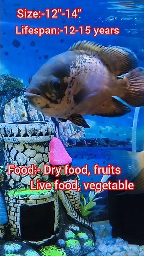 Oscar fish in Aquarium|