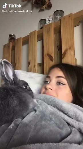 Rabbit dances to Spongebob song