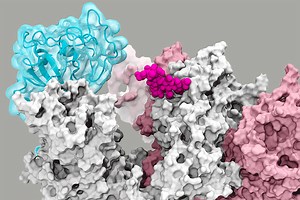 Simulation Reveals How a SARS-CoV-2 ‘Gate’ Opens to Allow COVID Infection