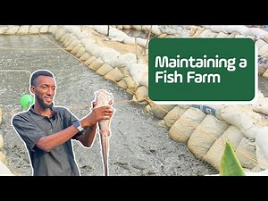 Expert Tips for Maintaining a Successful Catfish & Tilapia Farm | Jakdam Farms
