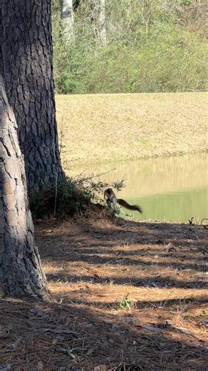 Squirrel playing around today #squirrel
