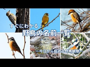 【一覧表示ですぐわかる】野鳥の名前一覧〜今日から始める野鳥観察〜