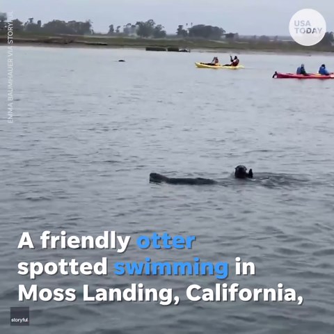 An otter is spotted waving hello to a camera