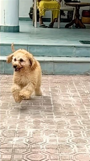 My running #cockapoo #puppy #cute