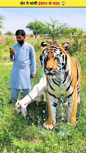 जब शेर ने मांगी इंसान से मदद 😱