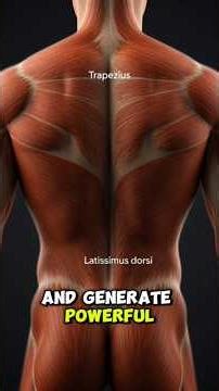 The Back Muscles Explained in Minutes 🧠 | Spine Movements Anatomy #humananatomy #backmuscles