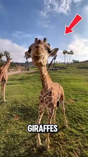 Meet the Giraffe 🦒🌿 #animals