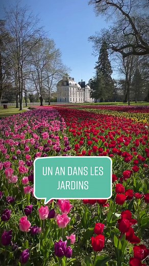 🟢 𝟰 𝗦𝗔𝗜𝗦𝗢𝗡𝗦 🌸 ❯ Les jardins du château de Cheverny sont un régal pour les yeux tout au long de l’année ! 👋 Bon voyage au fil des saisons ! •— #aujardin #4saisons #saison #4seasons #glycine #tulipes #tulipescheverny #garden #flower #fleurs #insta_flowers #instafleur #fleursdesaison #danslejardin #fleursdujardin #chateau #cheverny #chateaucheverny #chevernycastle #moulinsart #chateaudecheverny #wisteria #tulips #gladiolus