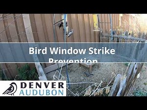 Bird Window Strike Prevention