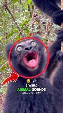 Top 6 Weird Animal Sounds — The Last One Is on Another Level😱😳