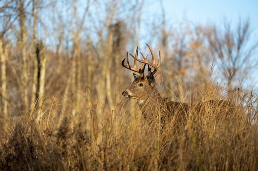What are the ‘Special Hunts’ you can apply for in Kansas?