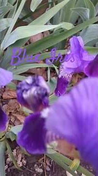 Blue Iris Flowers #naturelovers