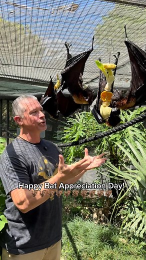 Happy #BatAppreciationDay from the Lubee team! 🦇❤ Today, we celebrate the amazing contributions bats make to our world. From insect control to pollination and seed dispersal, no other mammal provides the agricultural, economic, and ecosystem services on a nightly basis like bats. Bats are incredible animals who help our world in many ways, but they need our help. 🦇🌎 Support bats this Bat Appreciation Day! Today also marks the official launch of our #1PercentForBats Campaign to raise criticall