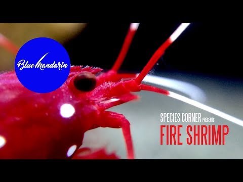 Species Corner - The Flamboyant Blood Red Fire Shrimp
