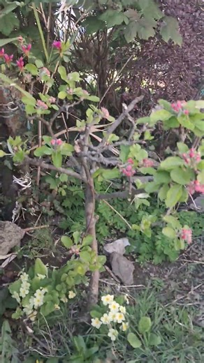 update on the apple tree