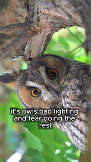 Was Mothman a Warning?