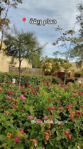 حمام ريغة 📍 #explore #fyp #حمام_ريغة #حمام #عين_دفلى_44