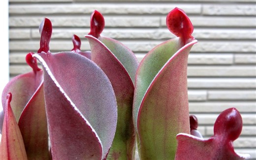 【冰箱搬运】美到窒息！太阳瓶子草：Heliamphora Chimanta Venezuela