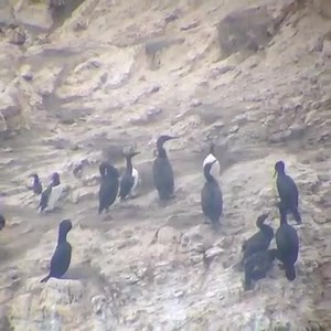 Common Murre Restoration Project biologist Ryan Potter captured this video of some Common Murre chicks at a monitoring site in Drakes Bay. These chicks are almost ready to fledge, and will soon head to sea with their fathers. | San Francisco Bay NWR Complex
