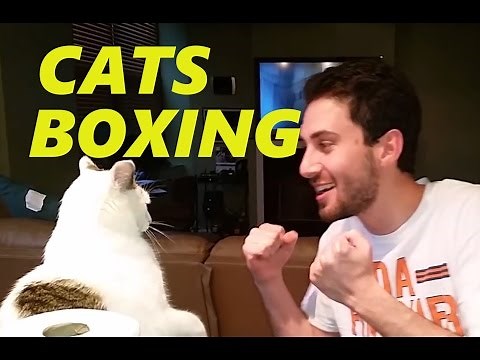 Cats boxing with sound effects