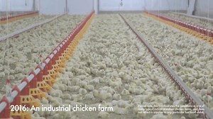 The truth behind the meat chicken industry can be hard to swallow. Billions of chickens suffer secretly in overcrowded conditions. They develop sores from standing in their own waste, and disease can spread. These intelligent animals don't have a life worth living and this has to stop. Sign our petition to KFC, urging the fast food giant to follow our welfare criteria and create better lives for factory farmed chickens globally. Act now. #ChangeForChickens | World Animal Protection UK