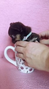 Tiny Teacup baby 😍 . . #chihuahua #chihuahuas #reels #reelsfypシ #reelsfb #reelsviral #reelsvideo #reels2024 #dog #dogs | Chihuahua Puppy