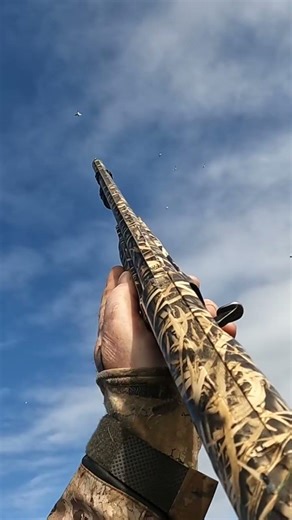 Small flock of pintail! #duckhunting #duckseason #hunting #hunters #shortvideo #shorts #viralshorts