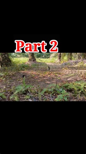 Amazing#BirdTrap# Shorts