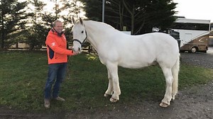 Olympian to ride intro dressage test on ‘miracle’ heavyweight cob in aid of Australian equestrians - Horse & Hound