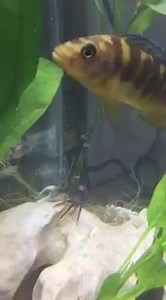 17 reactions | Open carry of weapons works in all animal kingdoms... Why are the CC folks so de-evolved??? | Come And Take It Texas | Facebook