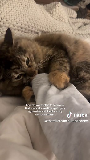 Understanding Cat Play Aggression: Safe and Fun Tips
