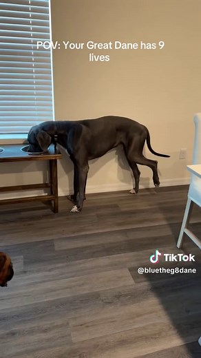 Great Dane Puppy Growing Fast: A