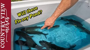 165K views · 3.6K reactions | Will these fish solve the duckweed...