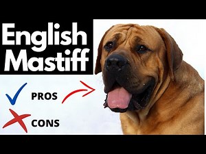 English Mastiff Pros And Cons | Should You REALLY Get An ENGLISH MASTIFF?