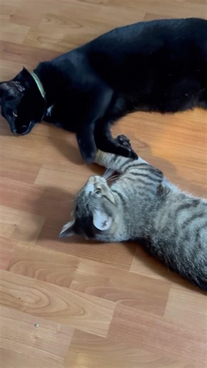 Super Cute Cat Antics Compilation 😺 Funny, Adorable & Heartwarming Cat Clips #catsofyoutube