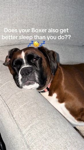 Boxer Enjoys Better Sleep Than Owners