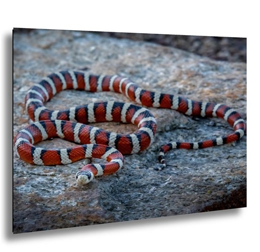 Arizona Mountain Kingsnake Photography Print: Desert Wildlife Art - Etsy