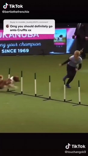 Hilarious Dog Agility Fail Compilation