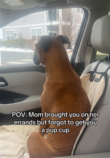 Funny Boxer Dog Waits for Pup Cup at Starbucks