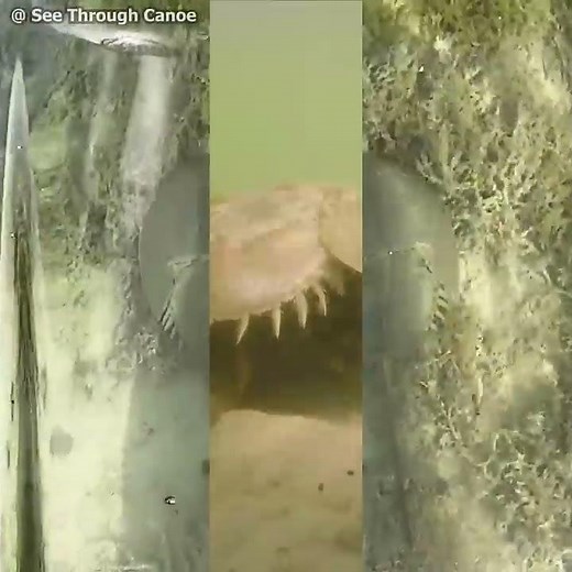 This is how a horseshoe crab swims...