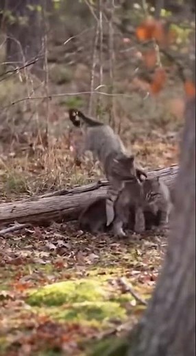 🐾😱 Bobcat's Terrifying Scream #Bobcat #Wildlife #Animals