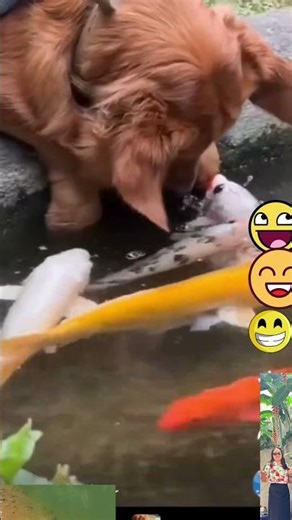 Chú Golden Nhìn Đàn Cá Koi Một Cách Trìu Mến