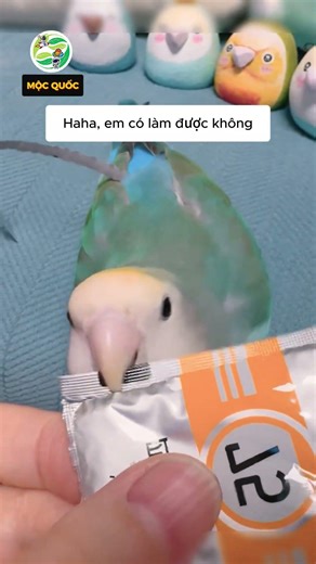 This cute parrot knows how to do magic tricks! #shorts