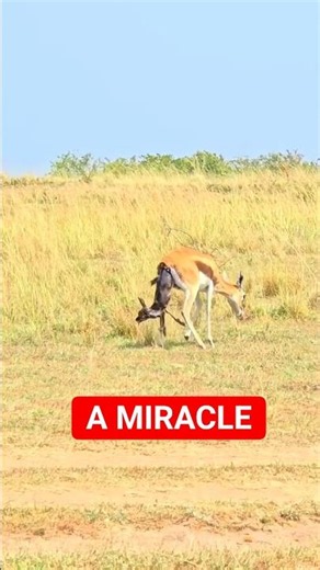 Rare Gazelle Miracle Caught On Camera! 🥺 #shorts